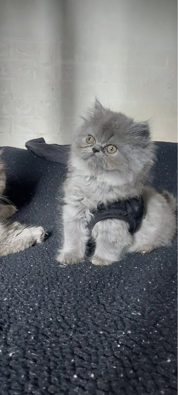 Vendo uma gata persa  - Foto 3