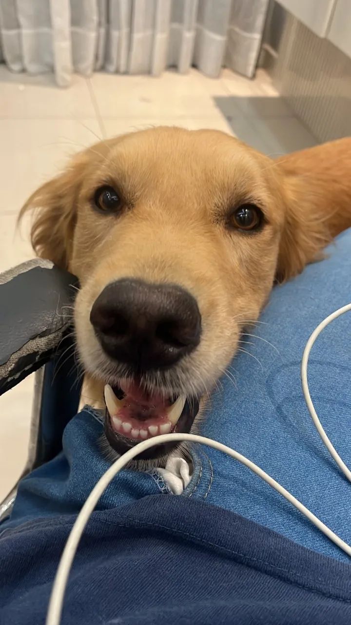 Golden - doação - 3 anos  - Foto 4