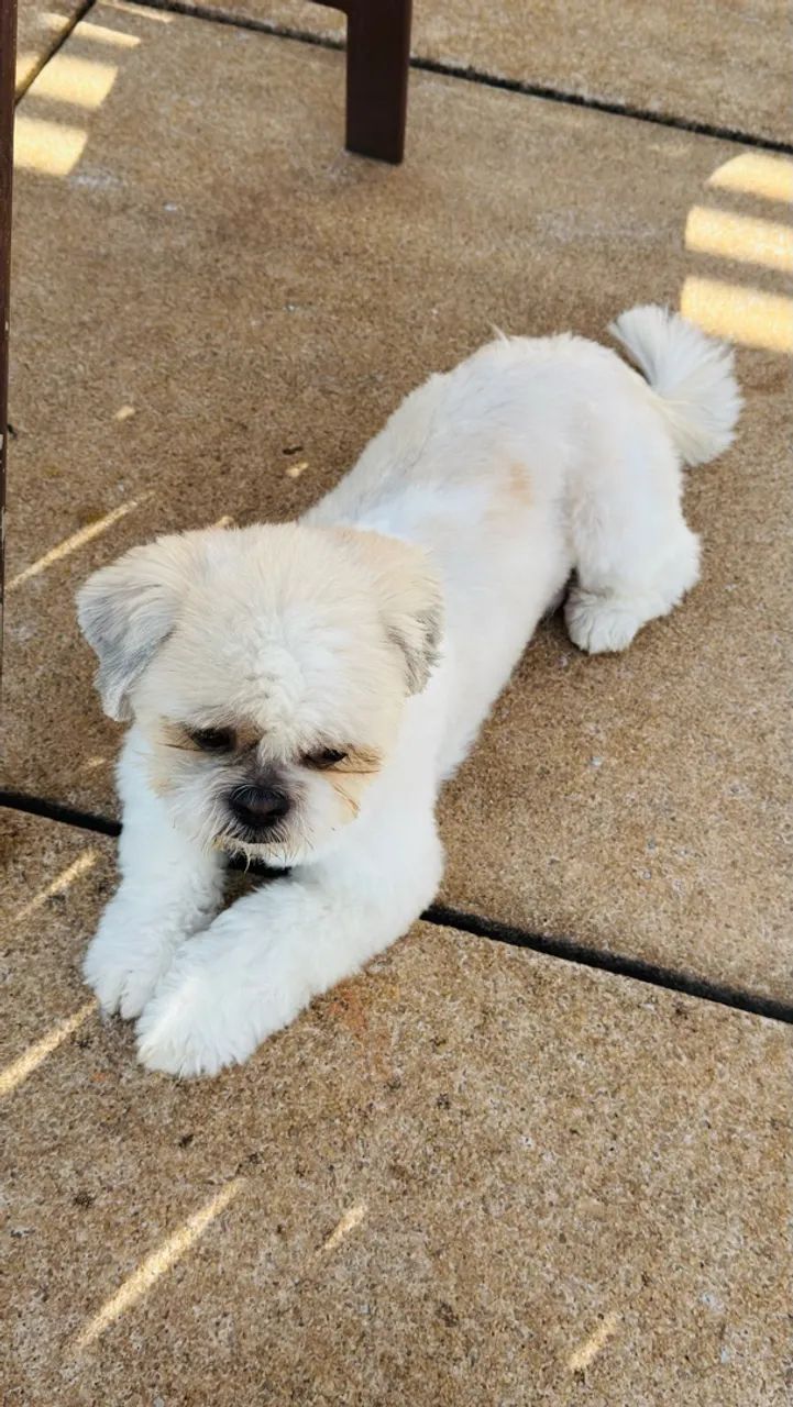 Cachorro - Foto 3