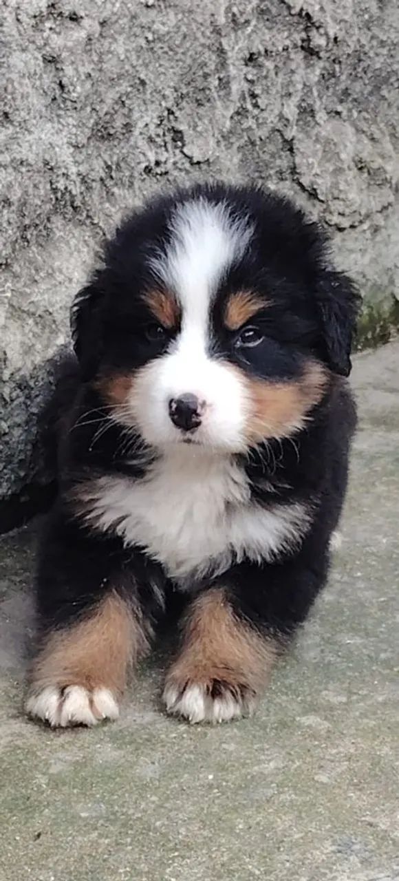 Lindos bebês bernese  - Foto 2