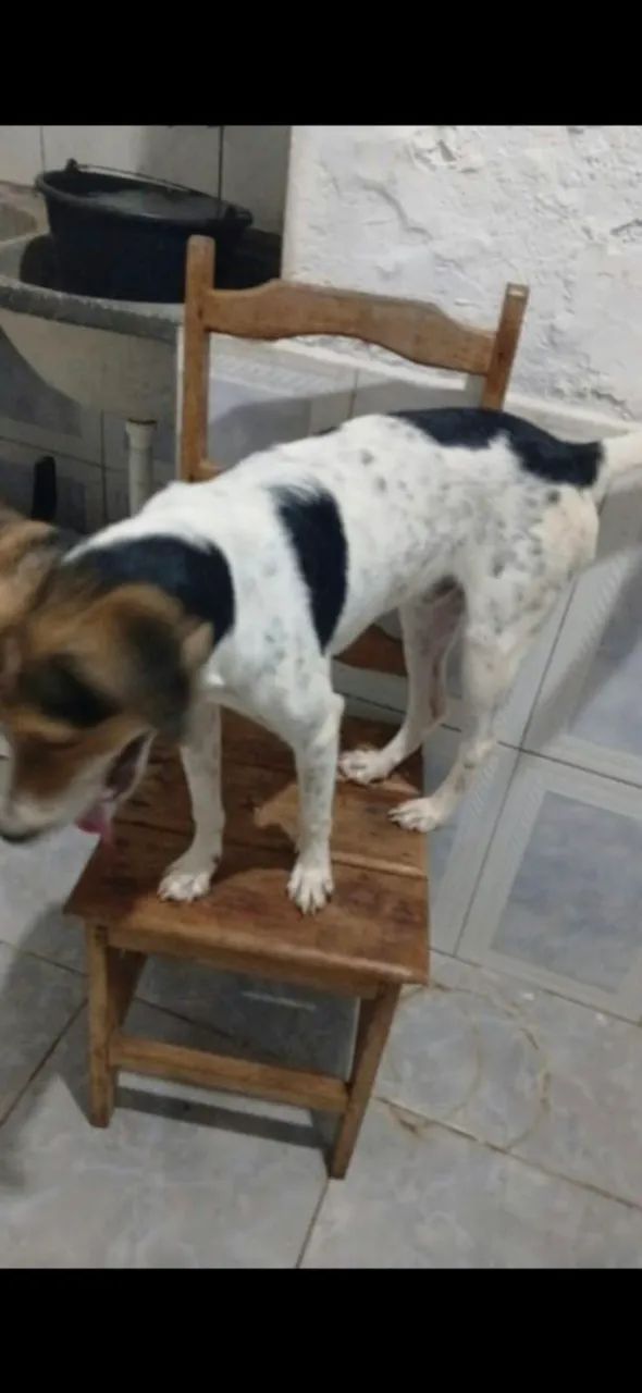 Doação  de cachorro  - Foto 2