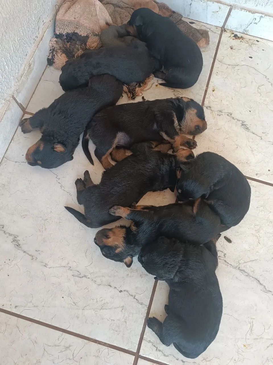 Filhotes de Rottweiler  - Foto 5