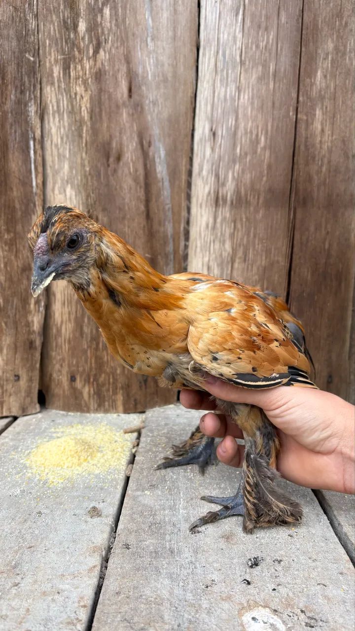 Galinha Sedosas / Polonesa / Garnisés  - Foto 3