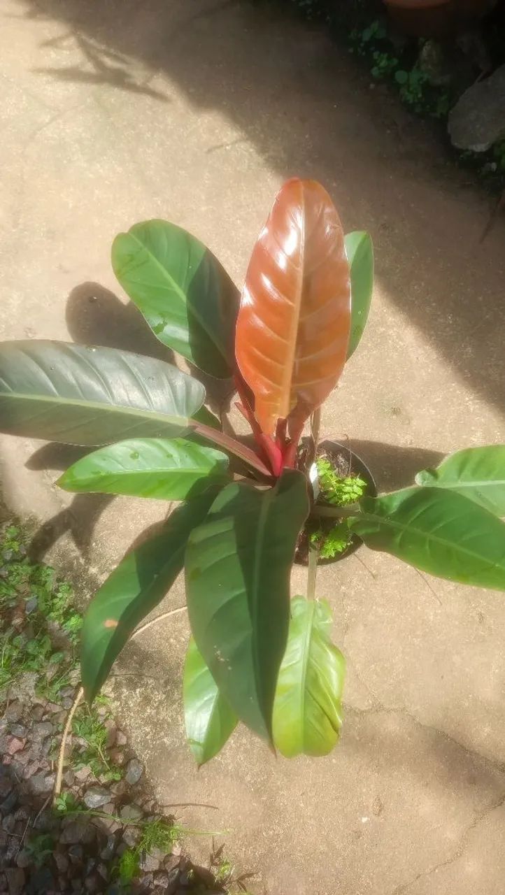 Filodendro congo red