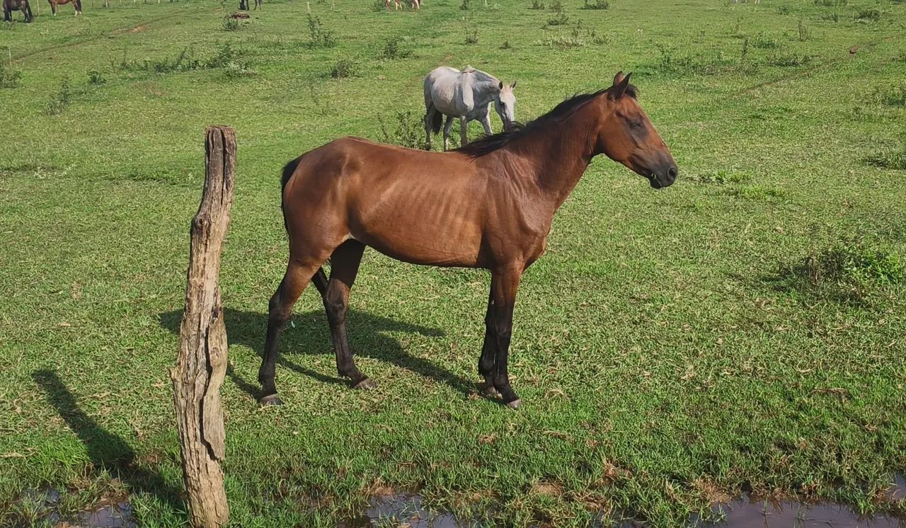 Égua mestiça quarto de milha, 5 anos, mansa para criança. - Foto 3