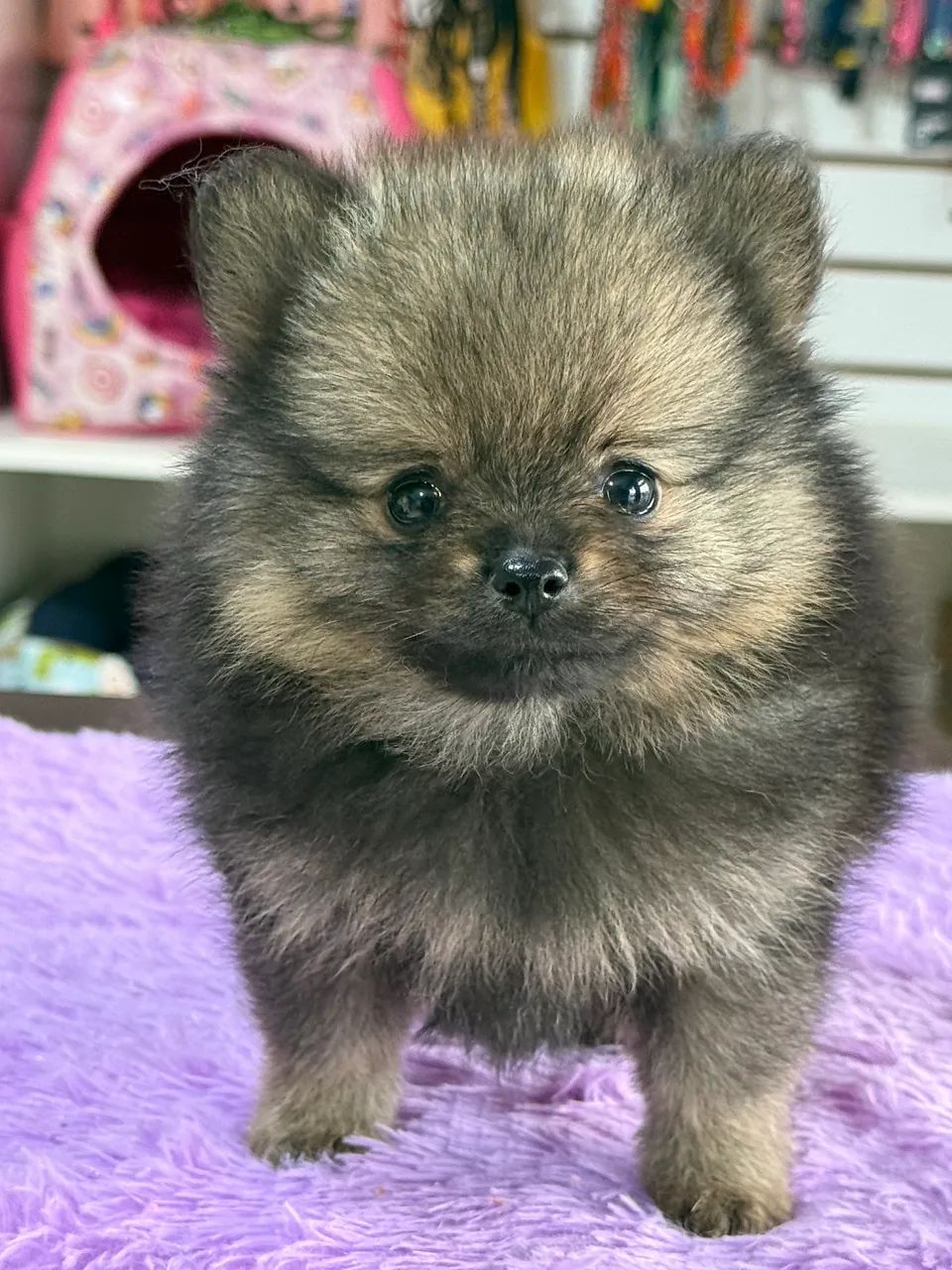Vendo filhotes de Spitz Alemão  - Foto 3