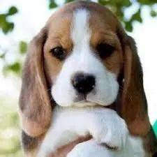 beagle Caçador nato