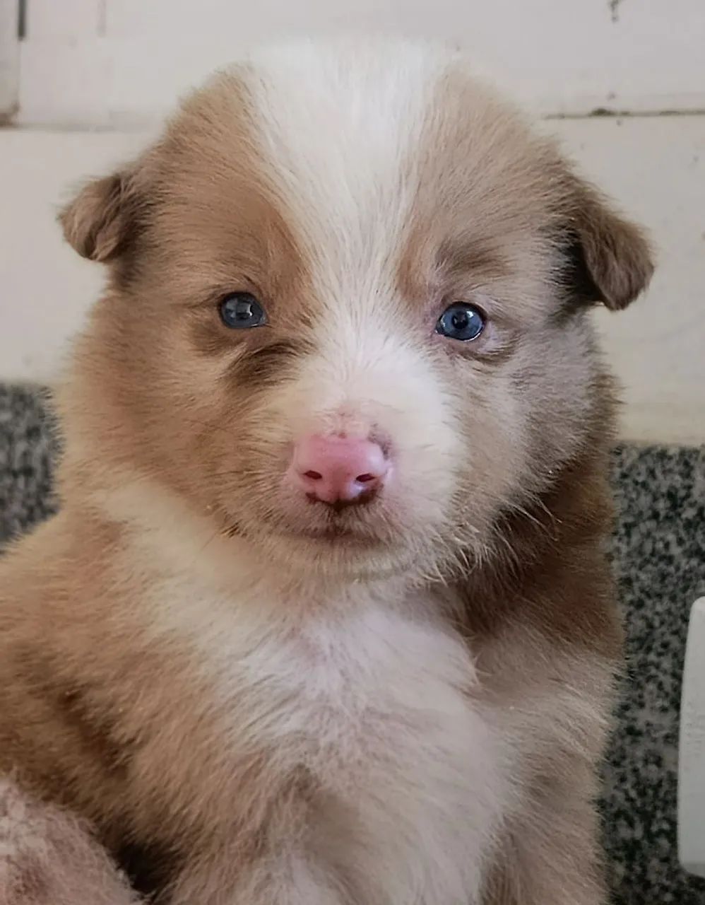 Border Collie  - Foto 5