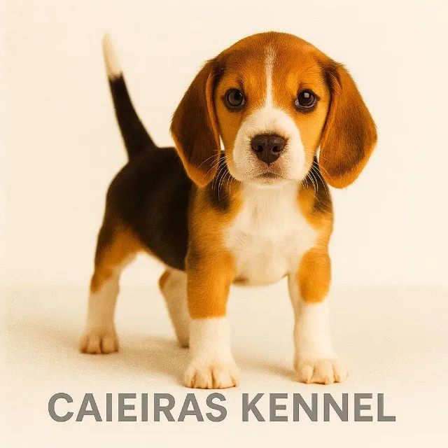 ?Beagles lindos disponíveis ?