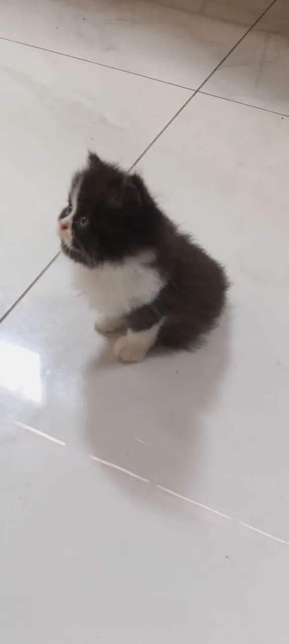 Último Persa himalaio Disponível !!! - Foto 2
