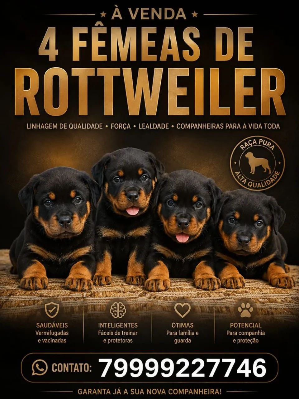 Filhote de rottweiler  - Foto 3