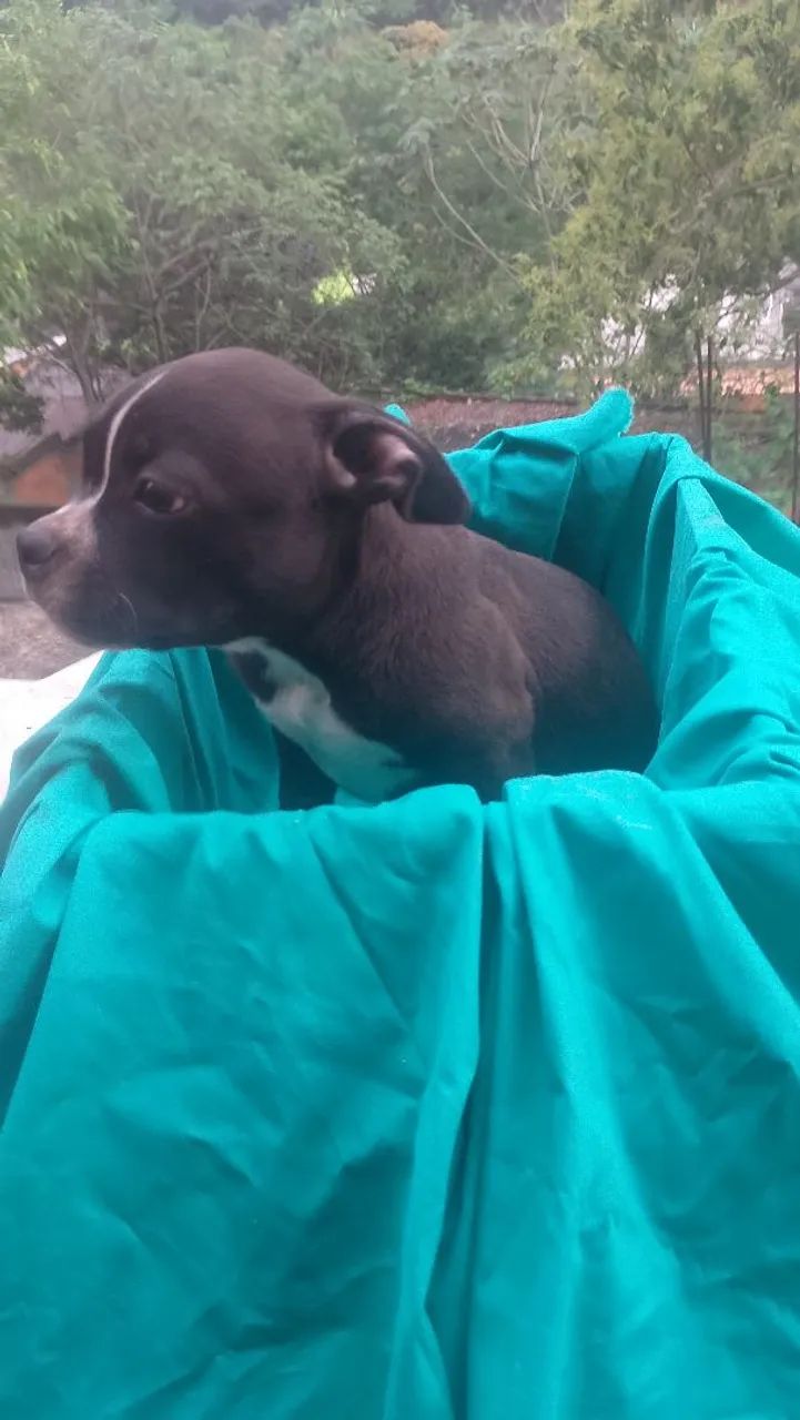 American bully - Foto 4