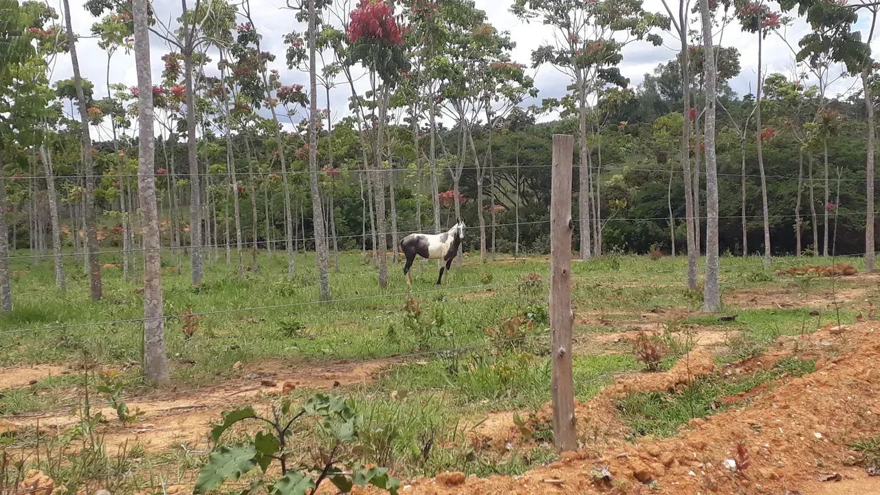 FAZENDINHAS perto do asfato em Paraopeba - Foto 4