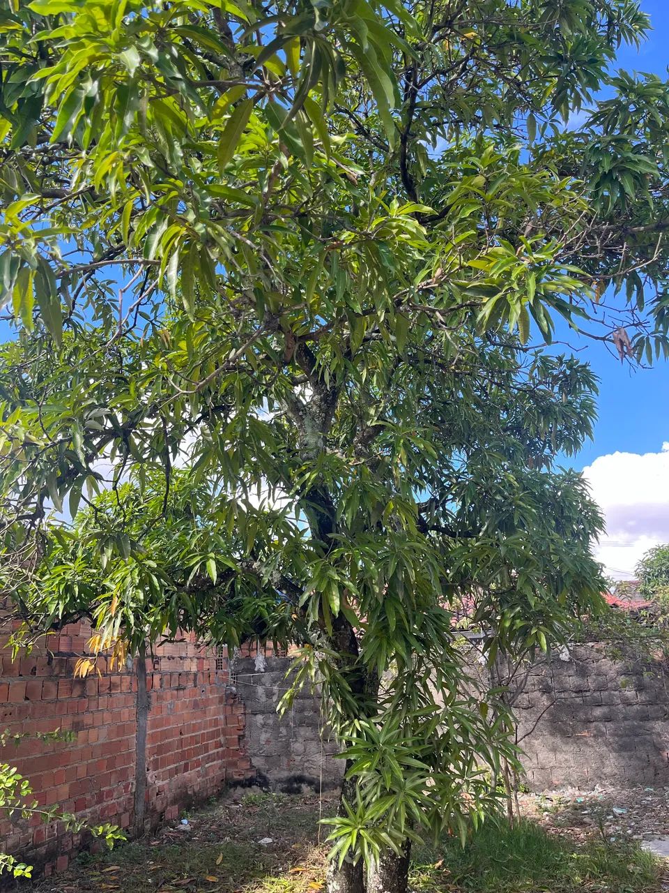 Casa na Piabeta com escritura - Foto 4