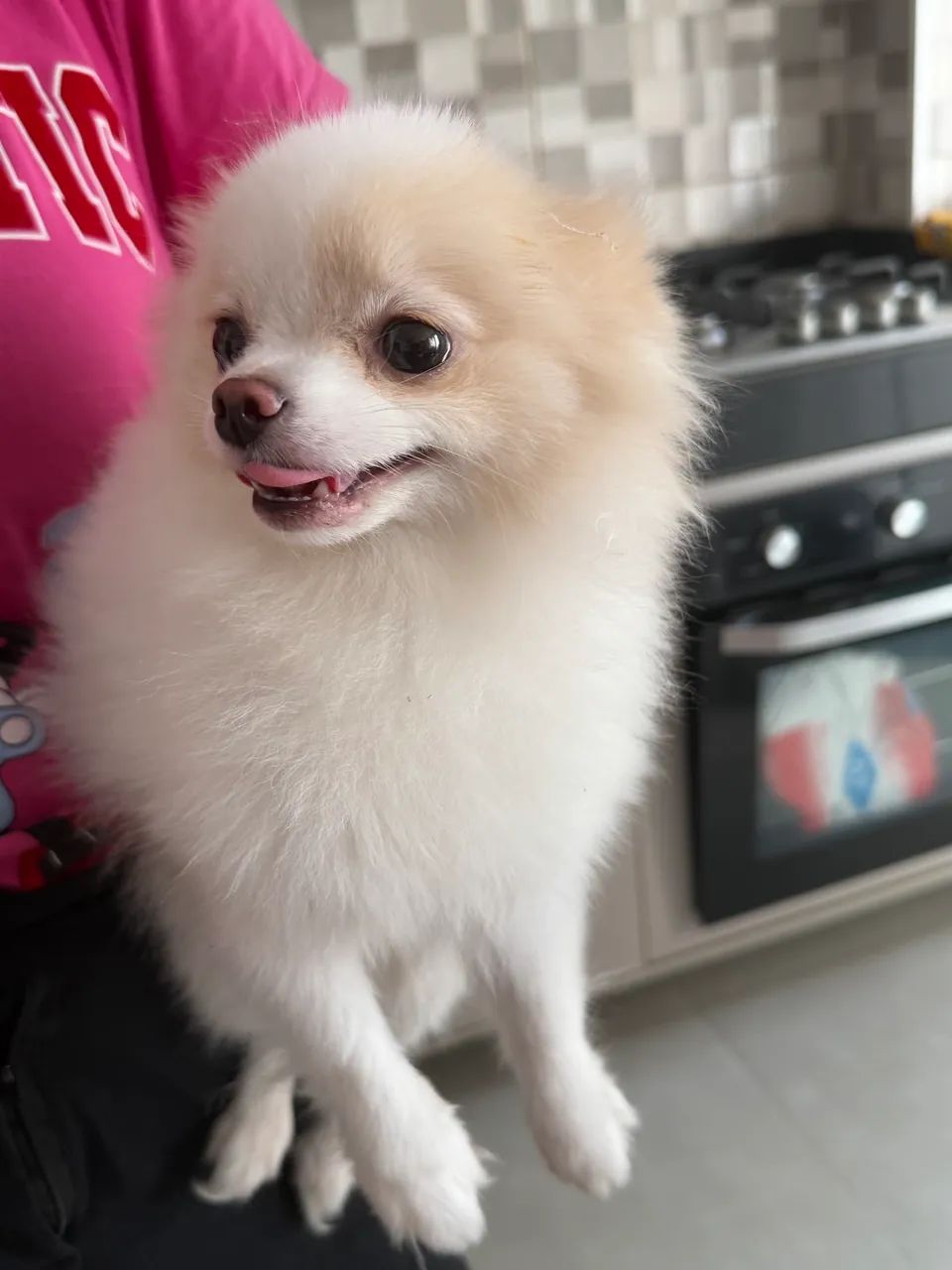 Cachorro Lulu da Pomerania - Foto 3