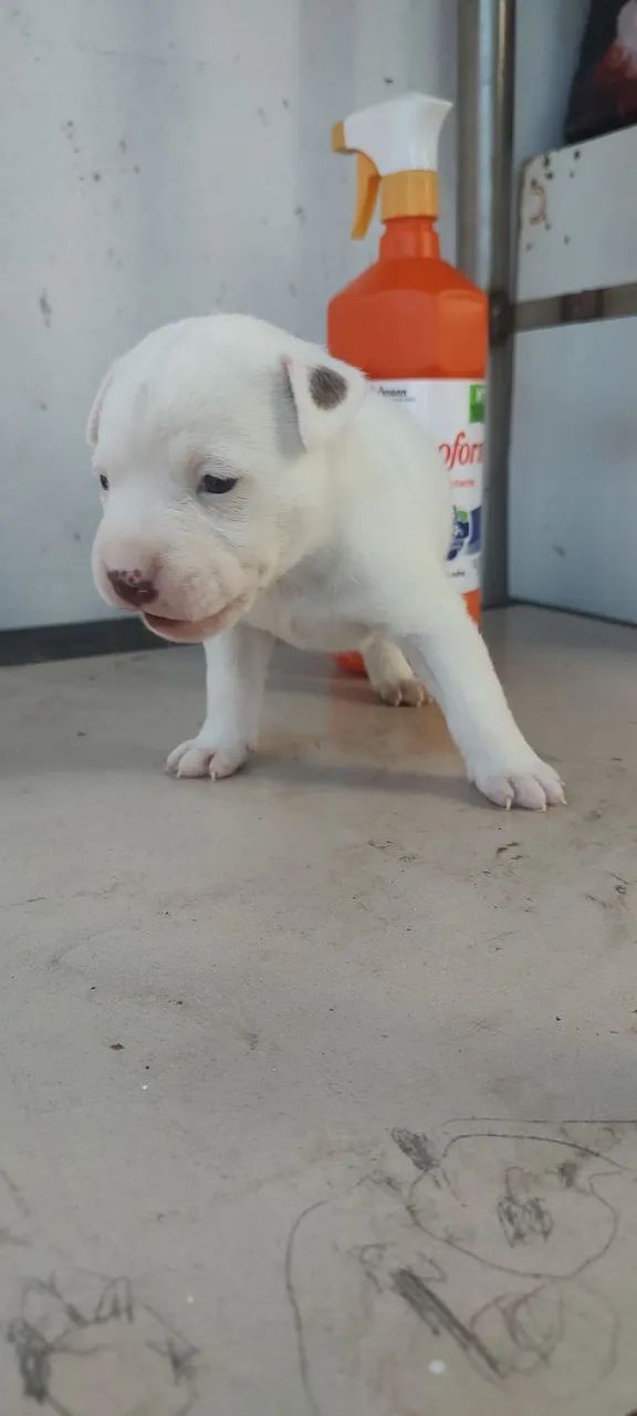 Pitbull - Foto 2