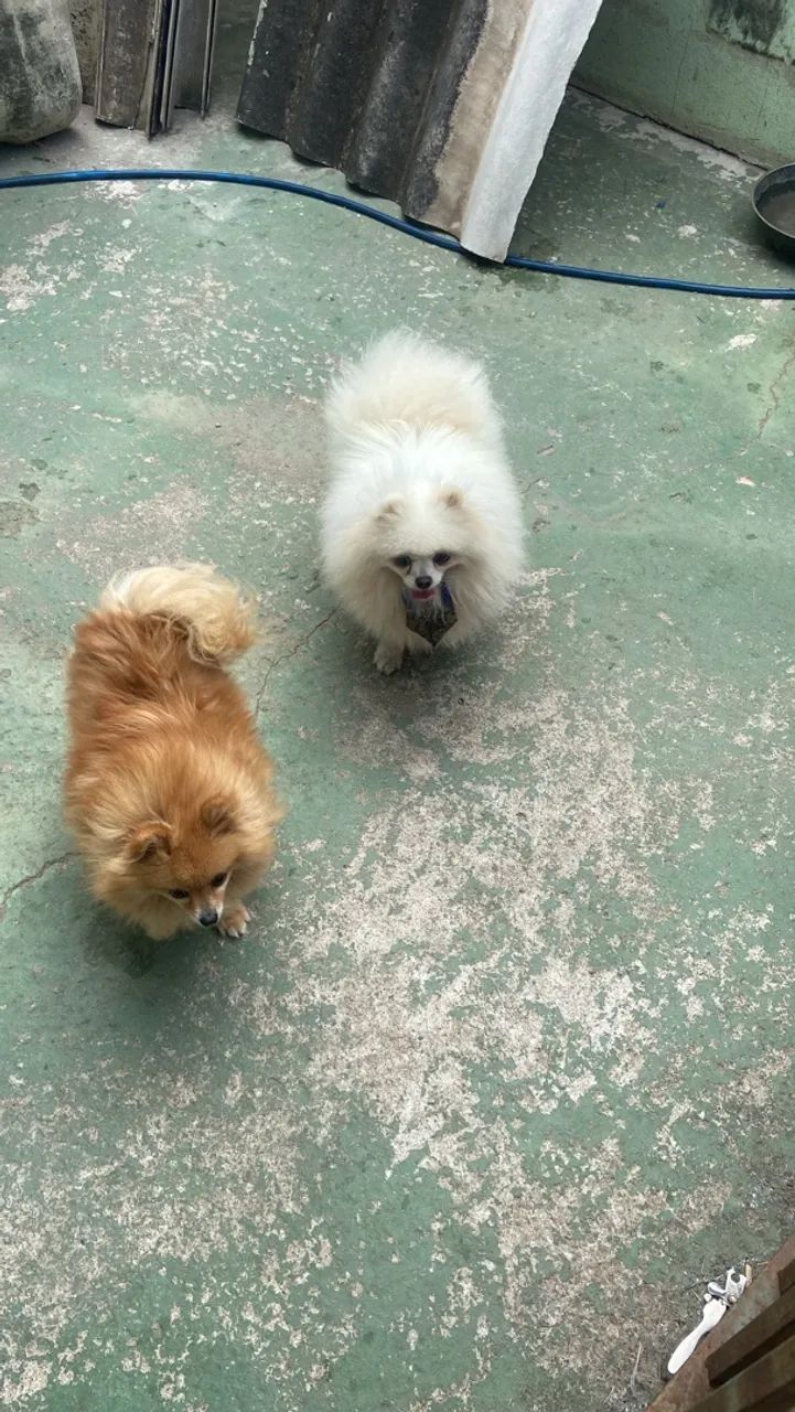 Spitz alemão  - Foto 2