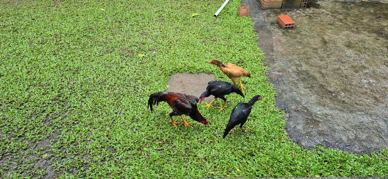 Galinhas e Galos - Foto 4