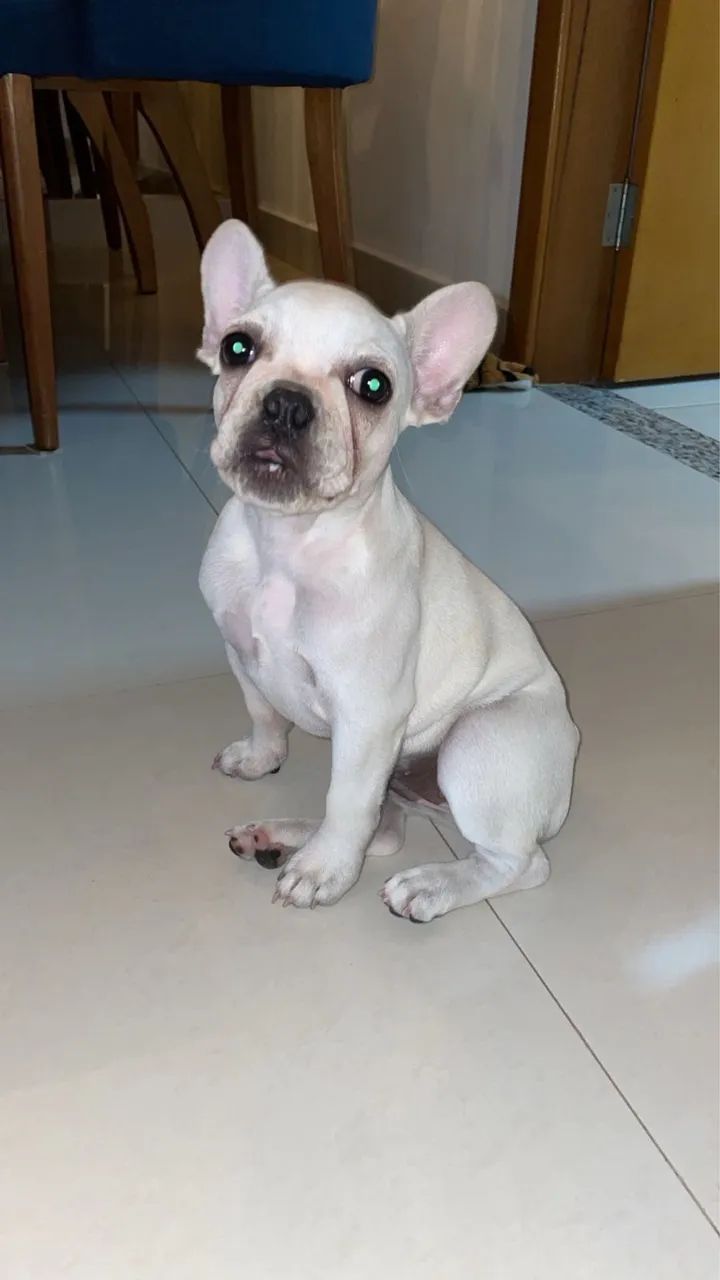 Bulldog Francês  - Foto 3