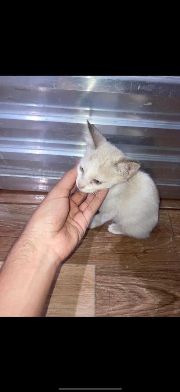 Doação de gatinho macho lindo - Foto 4