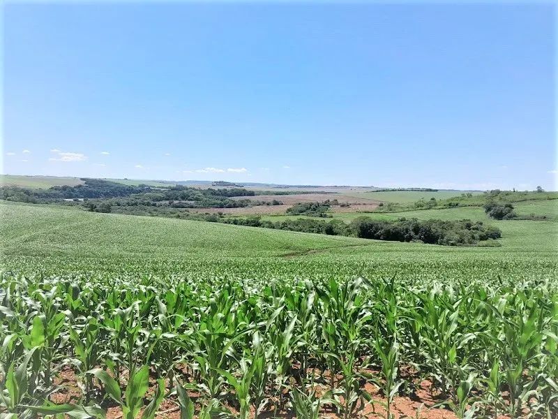 Área Rural de 36 Alqueires - Quinta do Sol - Pr