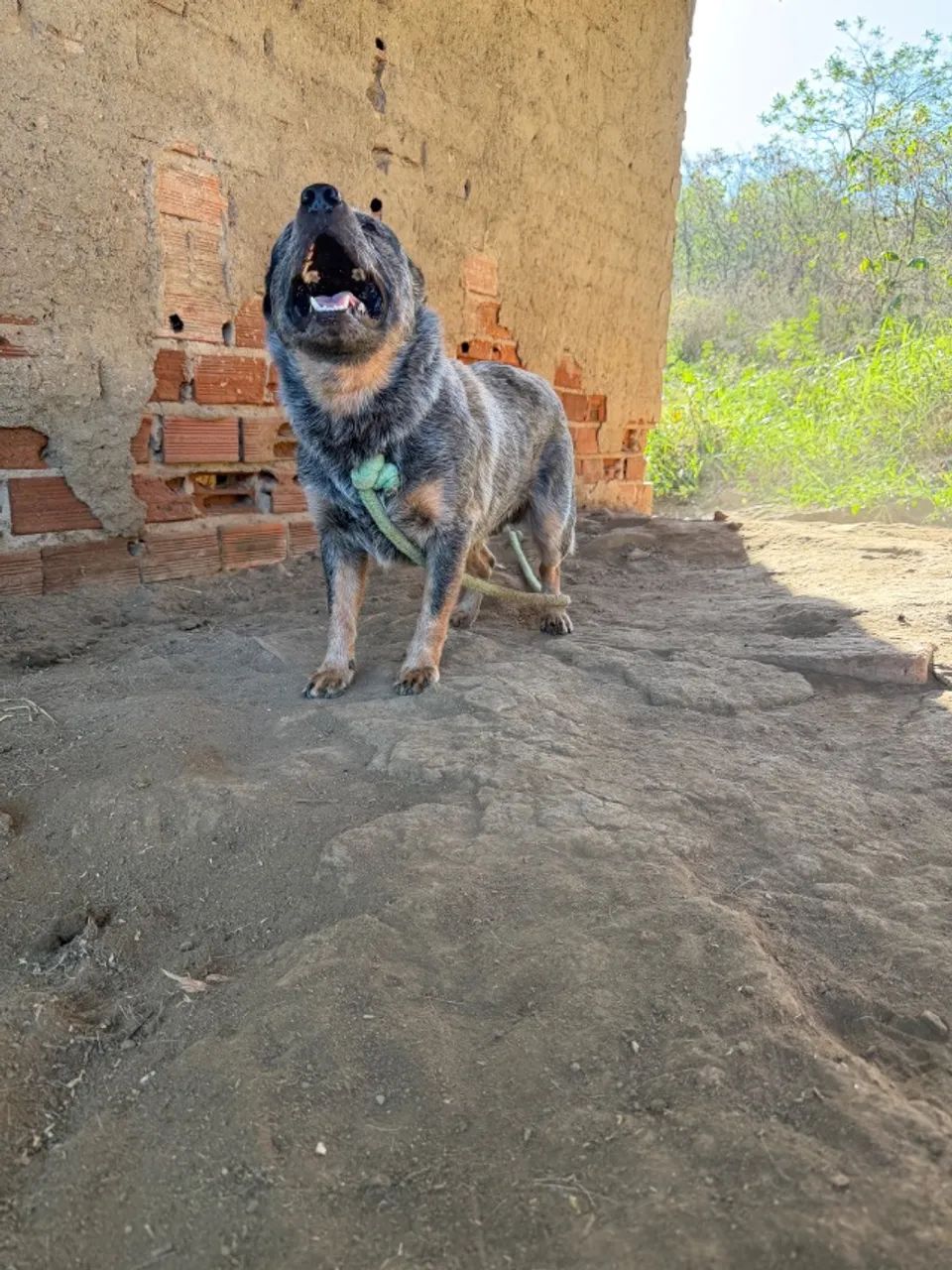 Cachorros filhotes  - Foto 4