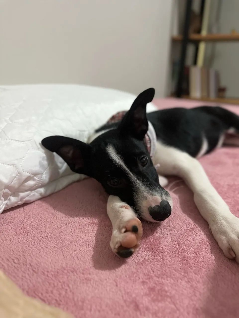 Adoção Max - Foto 3