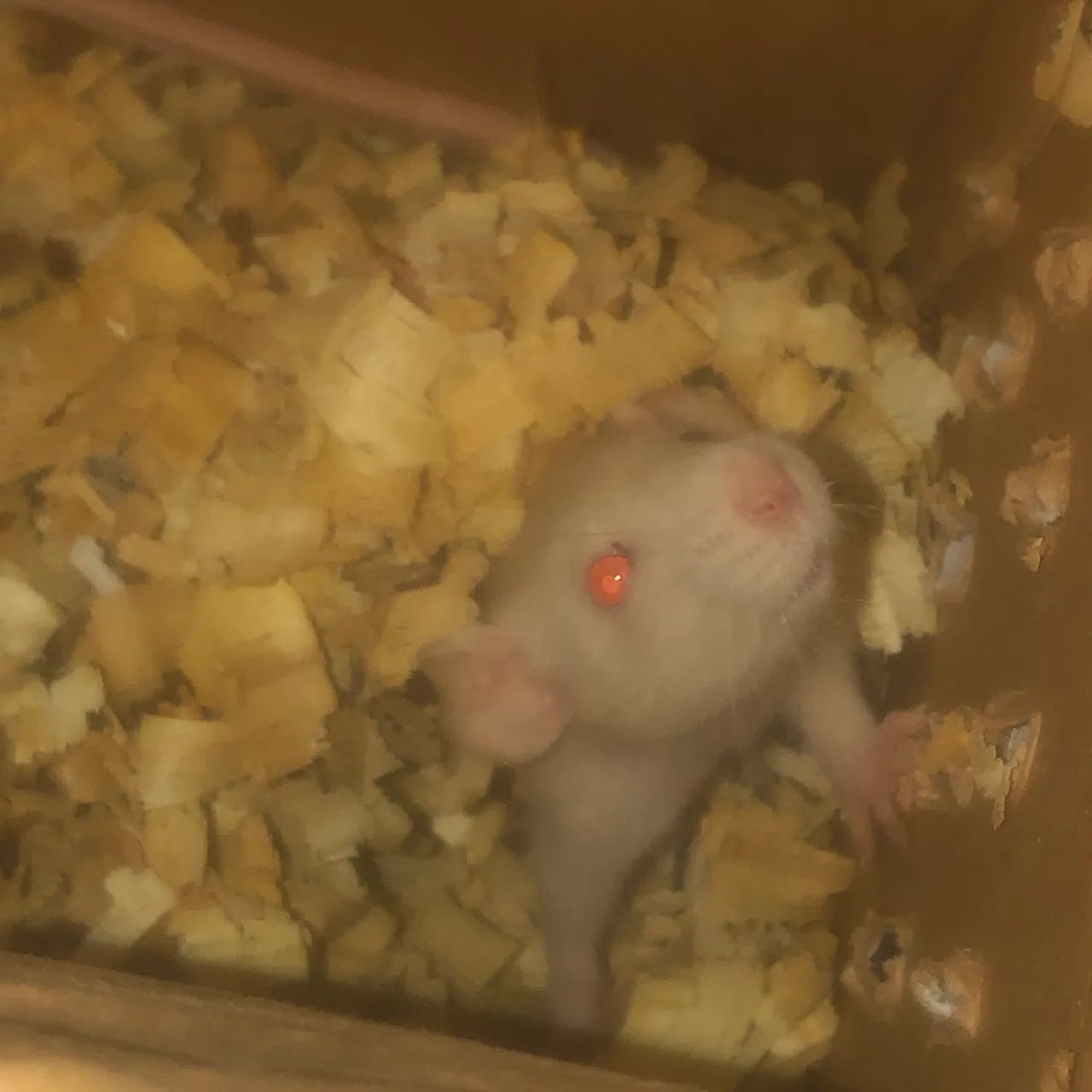 Rato Twister 