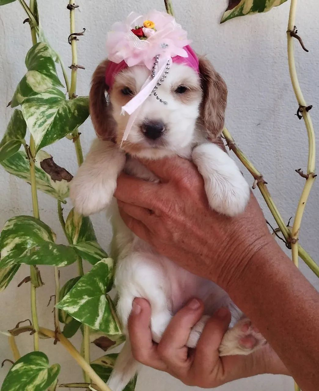 Cocker Spaniel Inglês! Machos e Fêmeas! - Foto 4