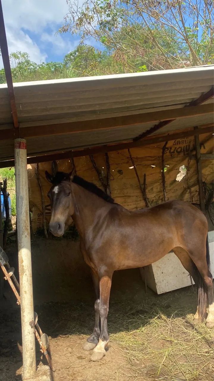 Égua macha picado - Foto 2