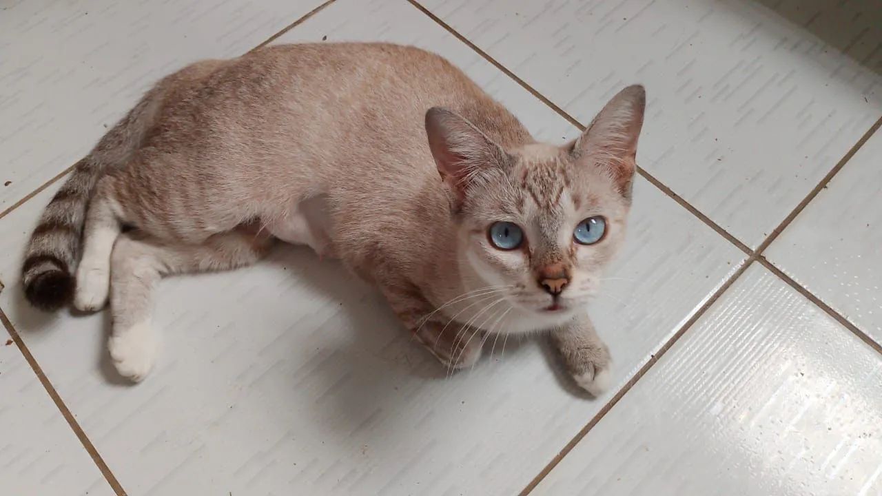 Gatinha castrada pra adoção responsável 