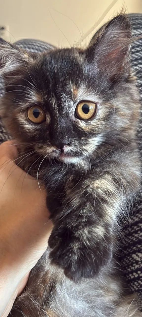 Linda gatinha filhote de persa com angorá - Foto 4