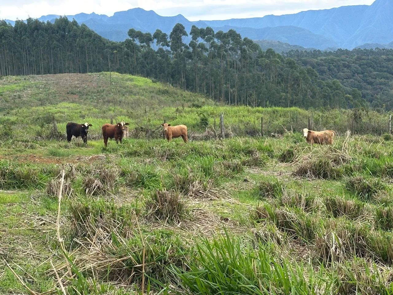 Sítio Nova Veneza  - Foto 4