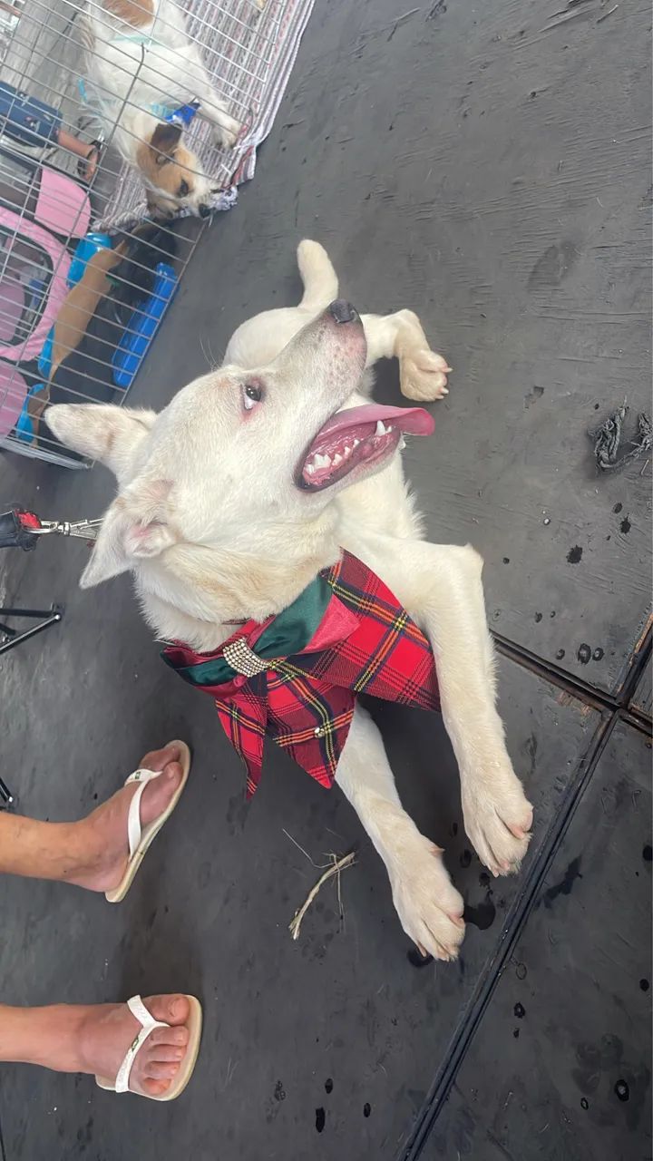 Cachorro para adoção  - Foto 5