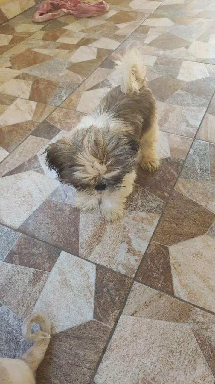 Shitzu  - Foto 3