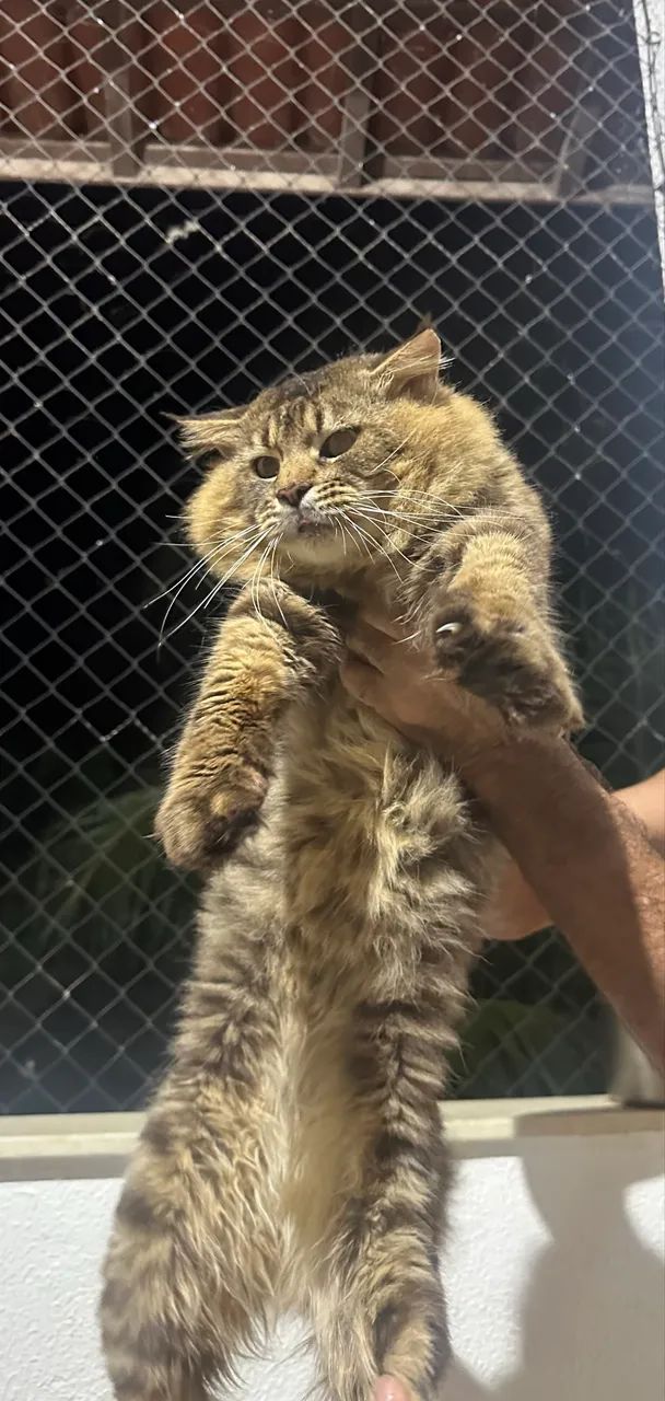 Maine Coon  - Foto 2