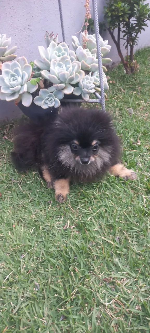 Spitz alemão  - Foto 3