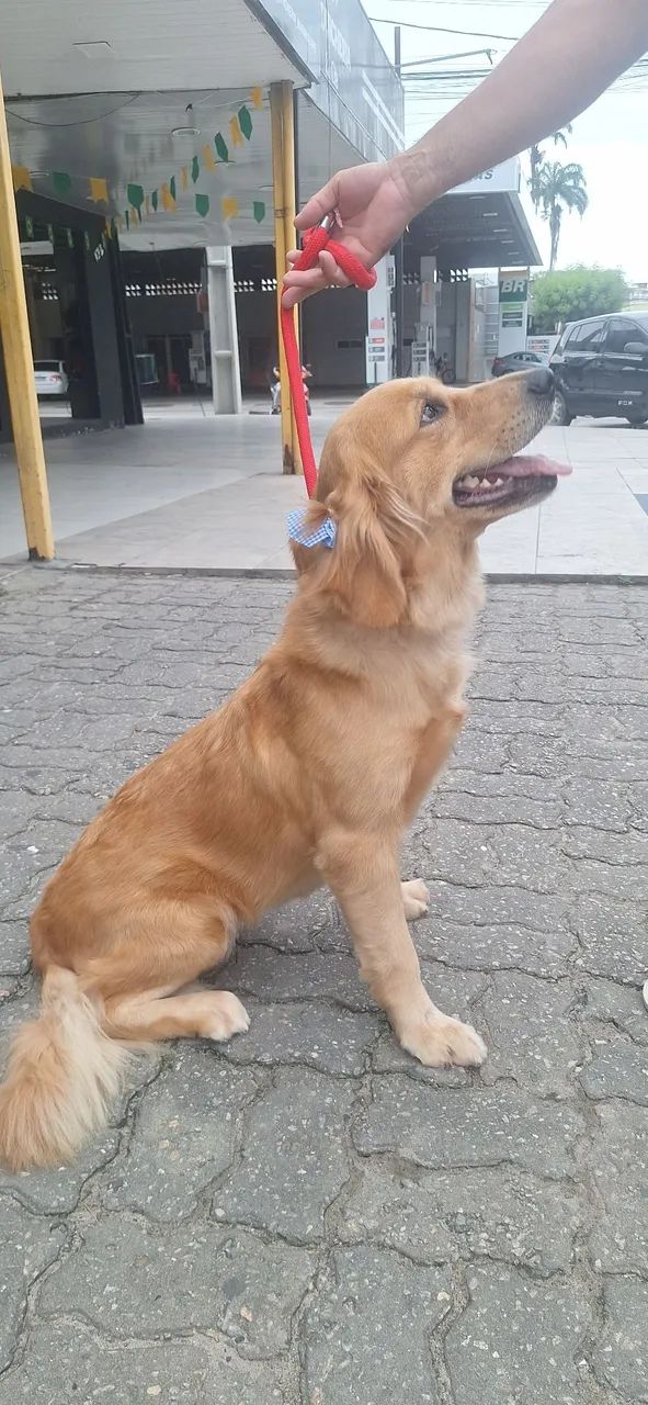 Golden Retriever - Foto 5