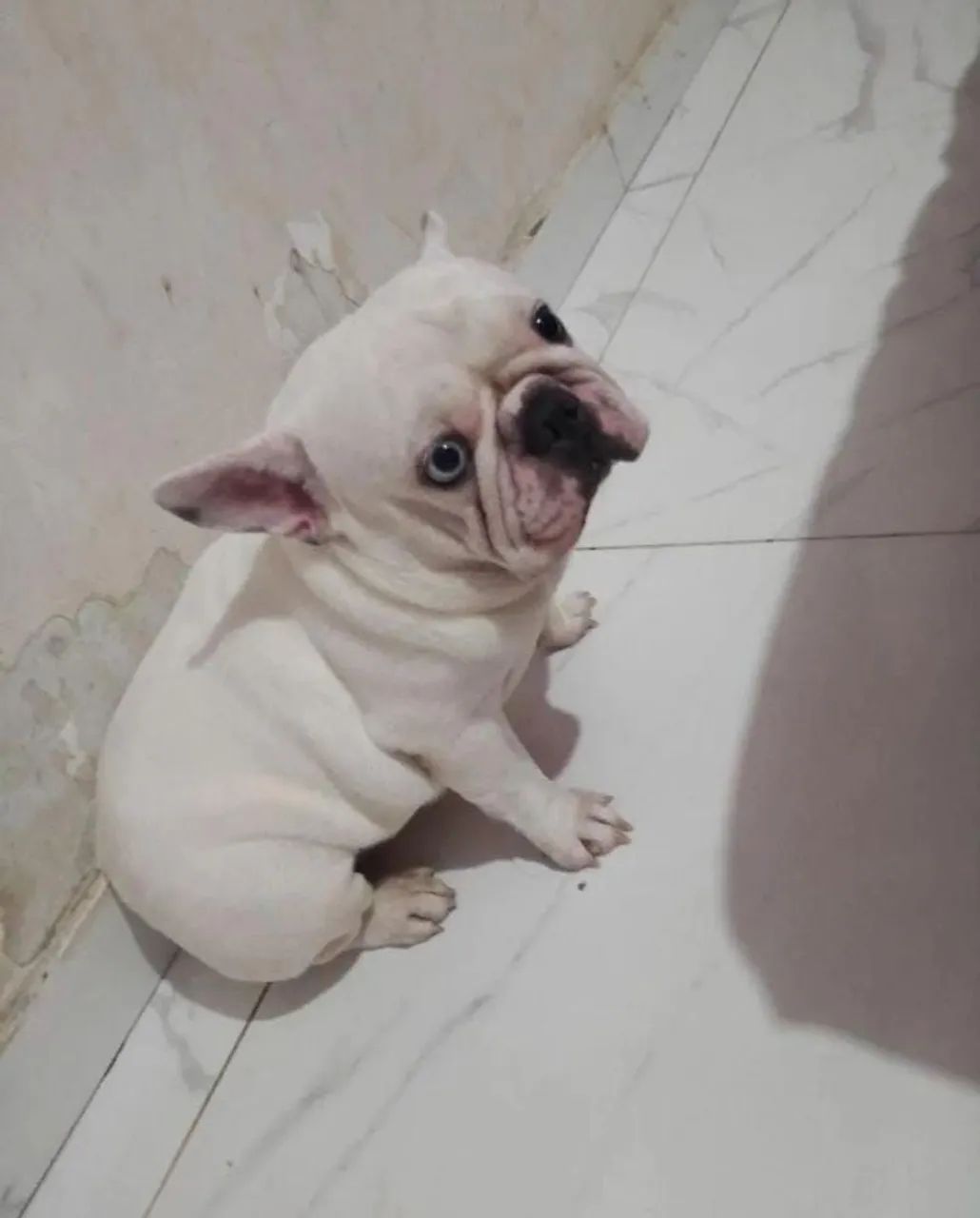 Bulldog Francês para cruzar  - Foto 2