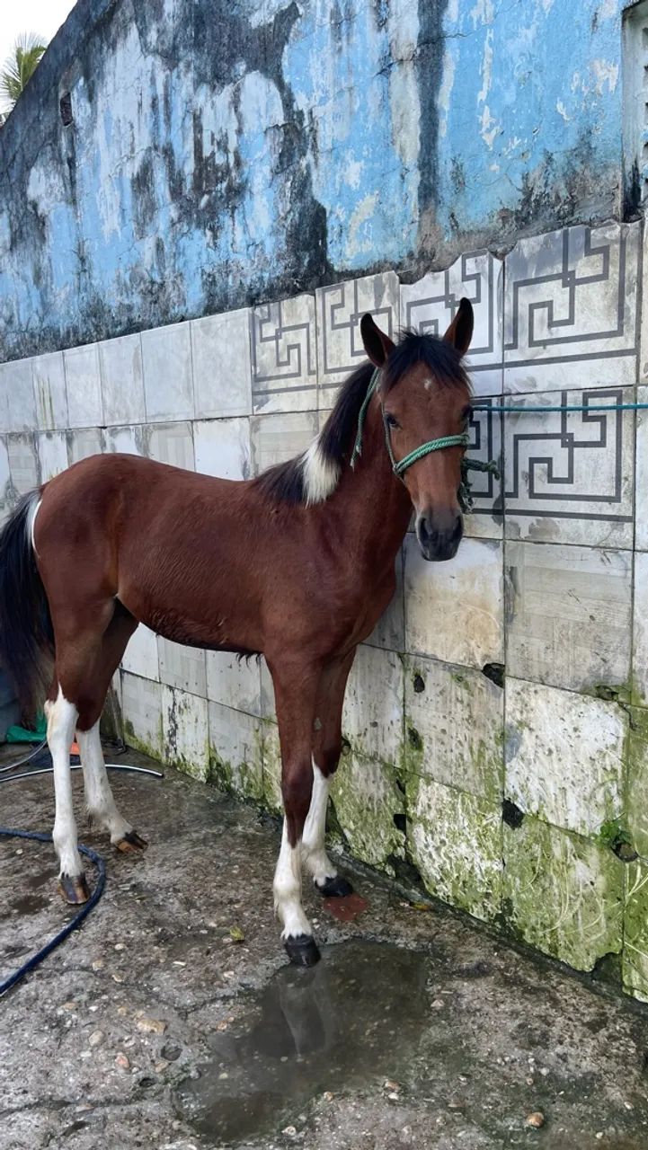 Vende-se égua com potro - Foto 2