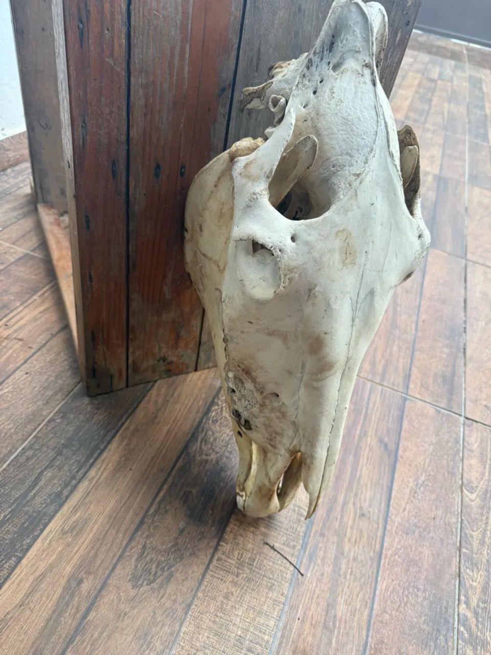 Troféu antigo crânio de cavalo  - Foto 3
