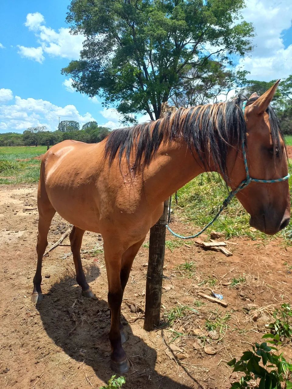 Vendo cavalo - Foto 4