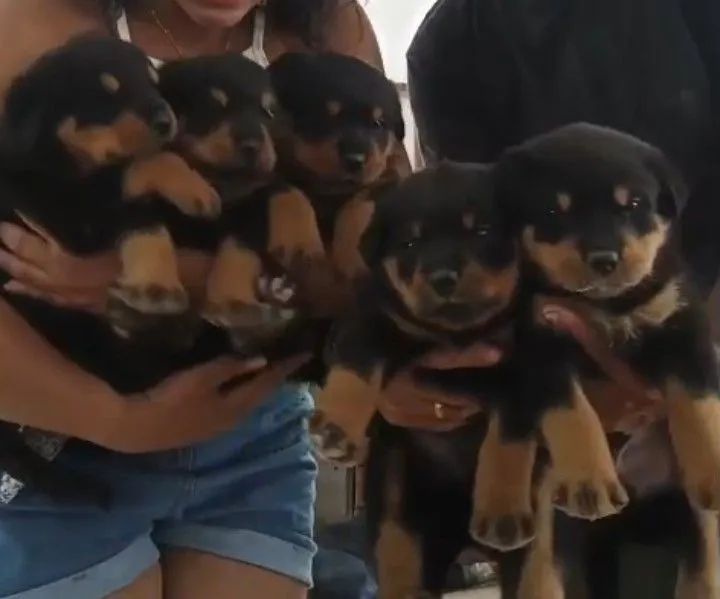 Rottweiler  - Foto 5
