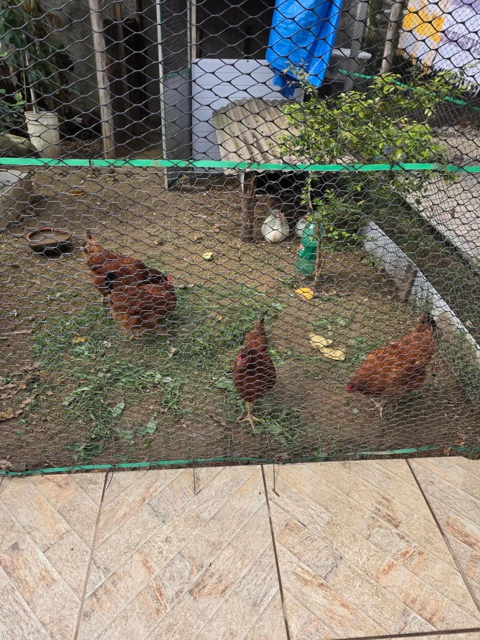 4 Galinhas Embrapa 051  - Foto 2