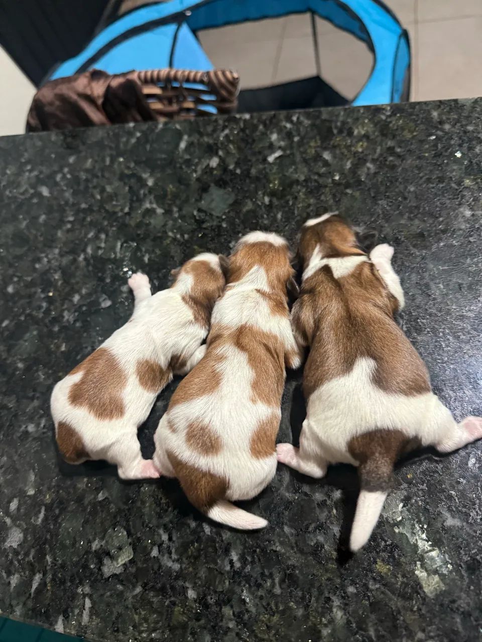 Shi-tzu - Foto 2