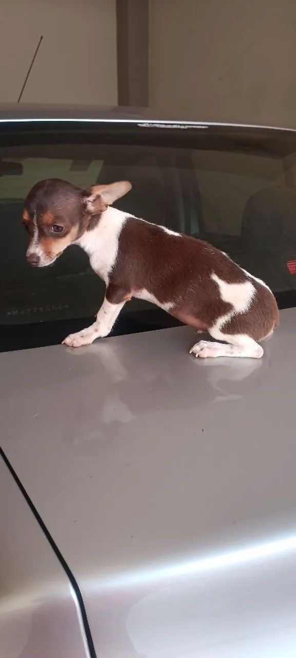 Raça pinscher  - Foto 3