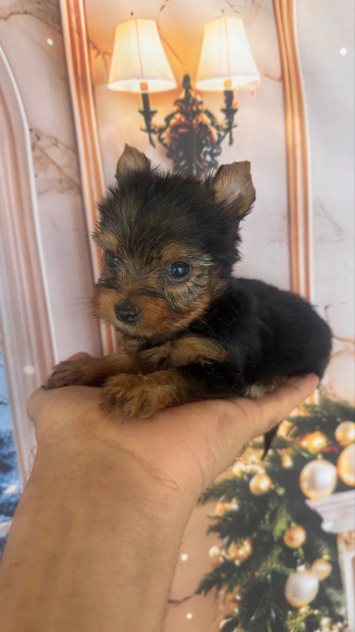 Yorkshire Terrier macho  - Foto 4