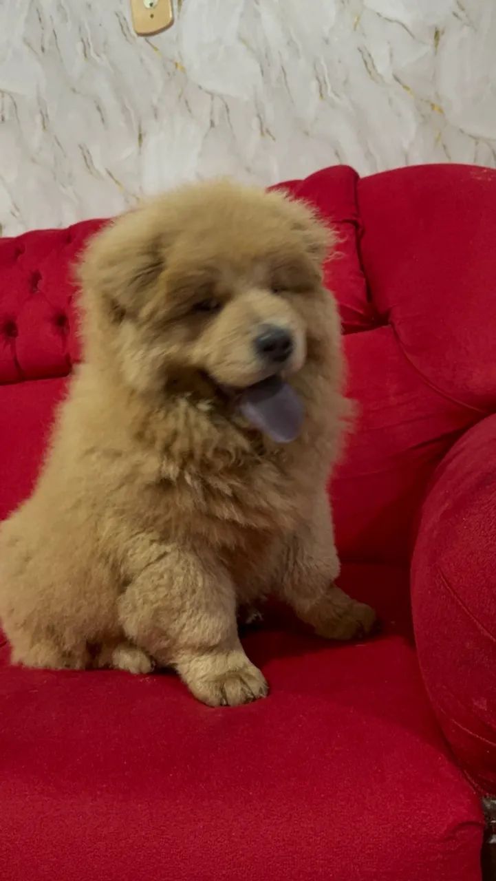 Chow Chow macho - Foto 5