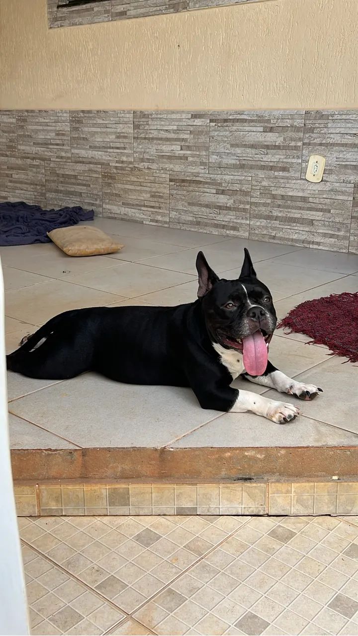 Micro Bully  - Foto 3