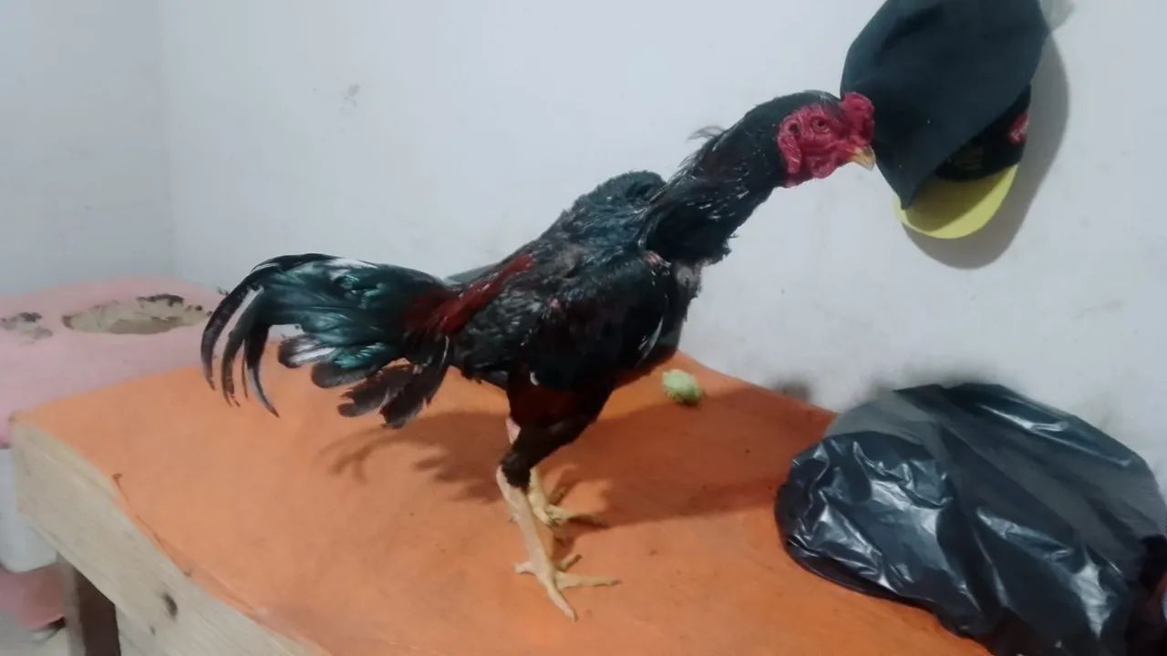 6 frango - Foto 3